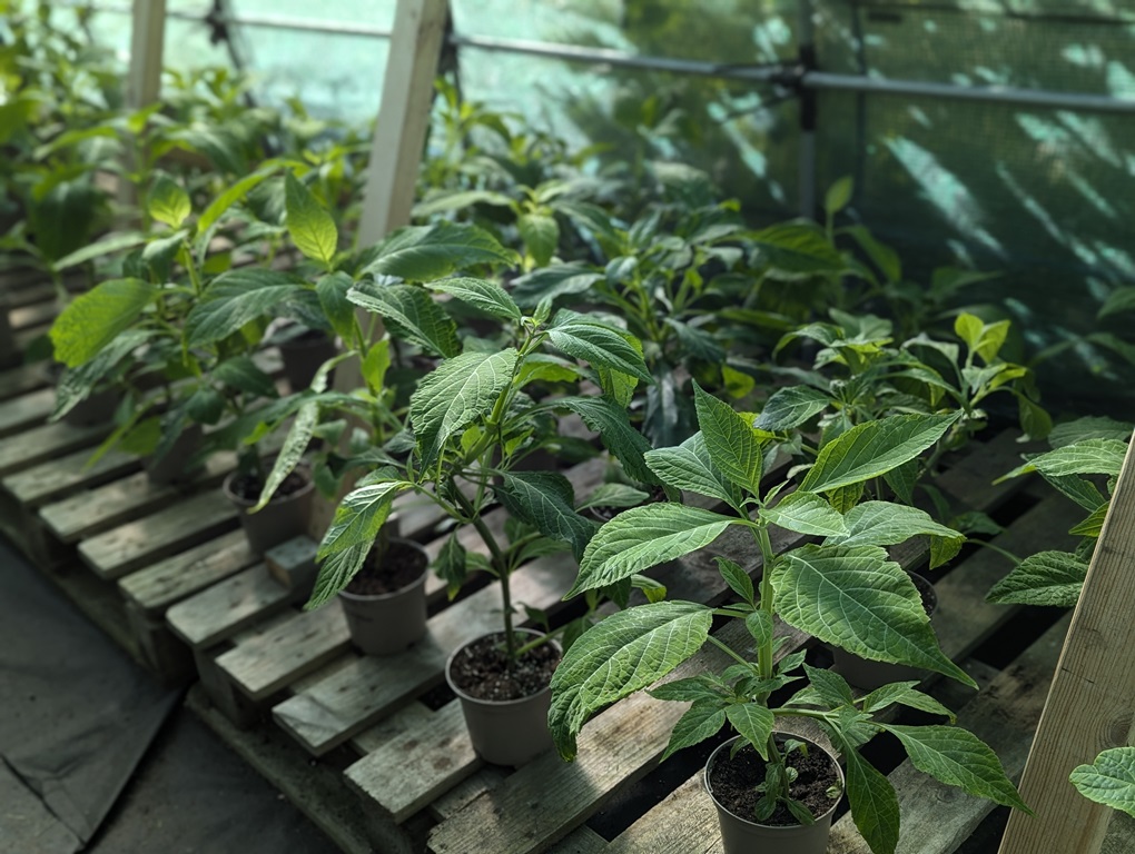 Salvia-Divinorum-Cuttings