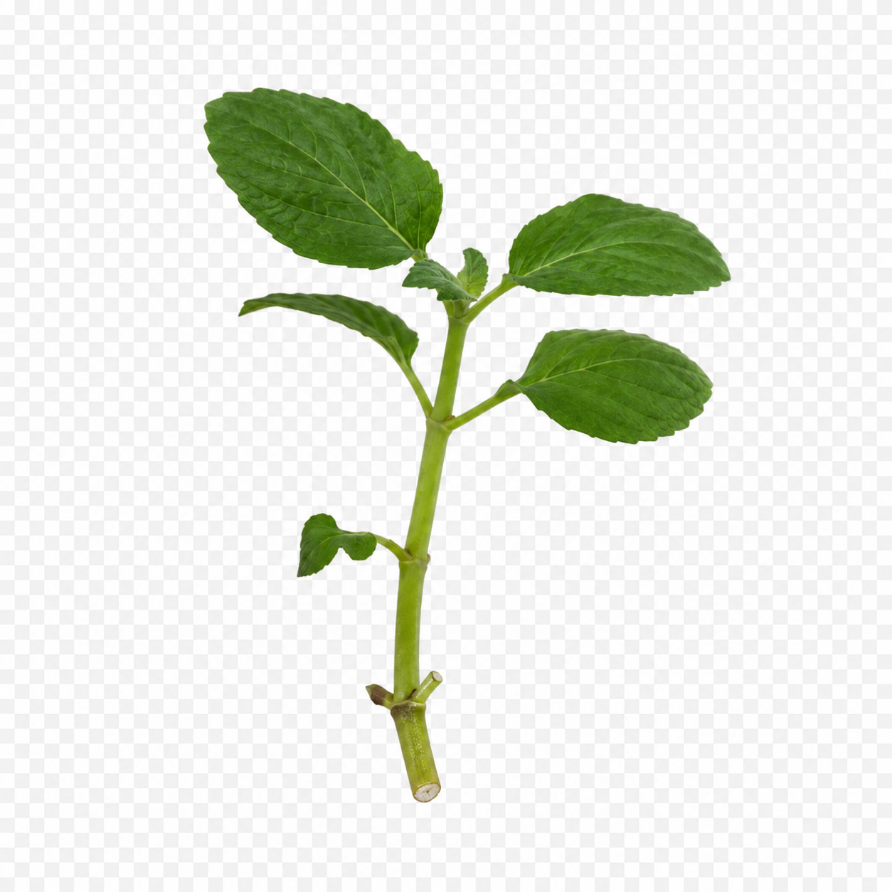 Live Salvia divinorum cutting with green leaves and a healthy stem